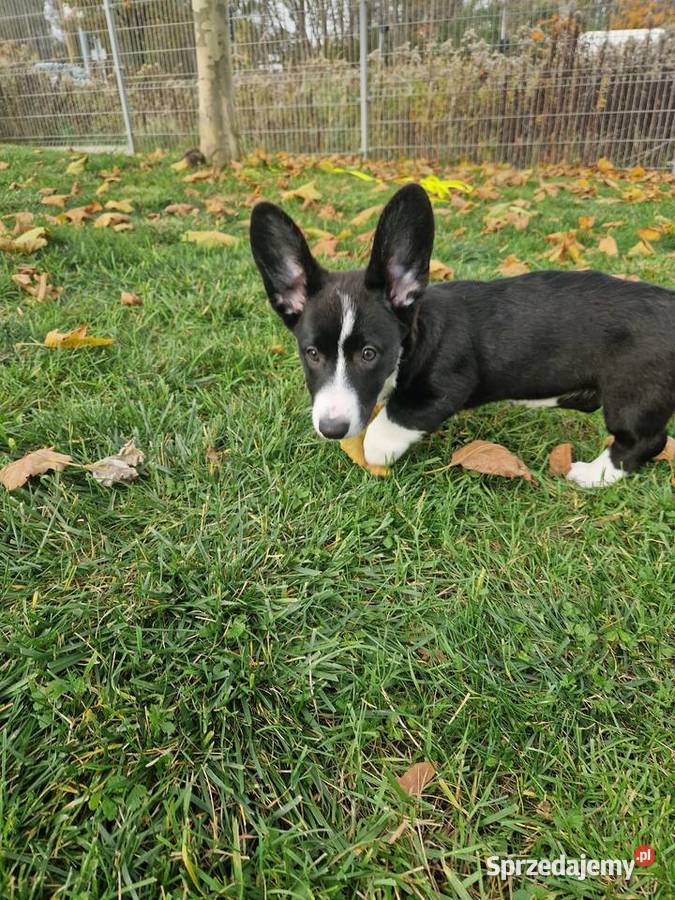 Welsh corgi cardigan dolnośląskie Wrocław