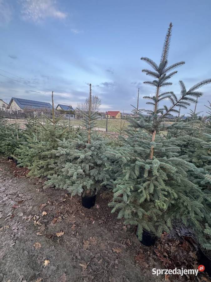 Choinki Jodły Kaukaskie Świerki Tarnów