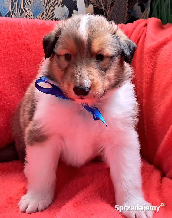 Owczarek szkocki Collie długowłosy szczeniaczki