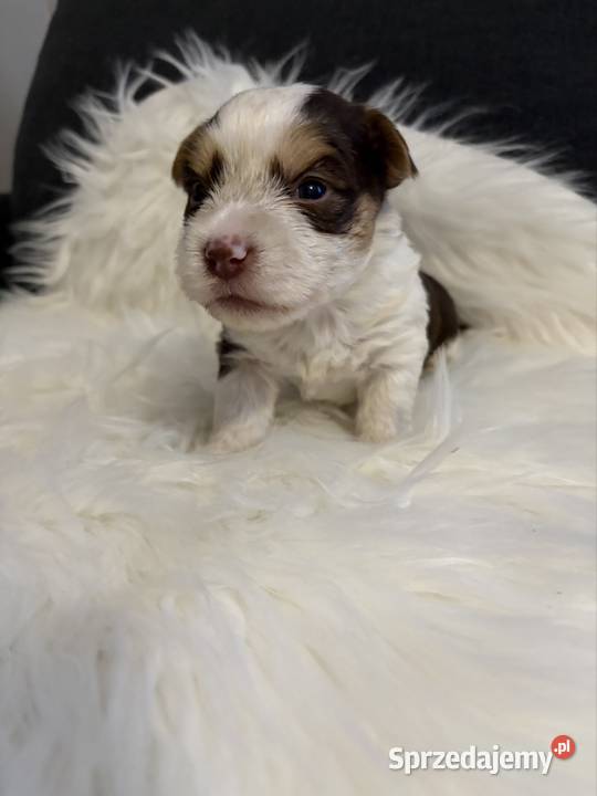 Do Rezerwacji Majlo Yorkshire Terier Brio Konin sprzedam