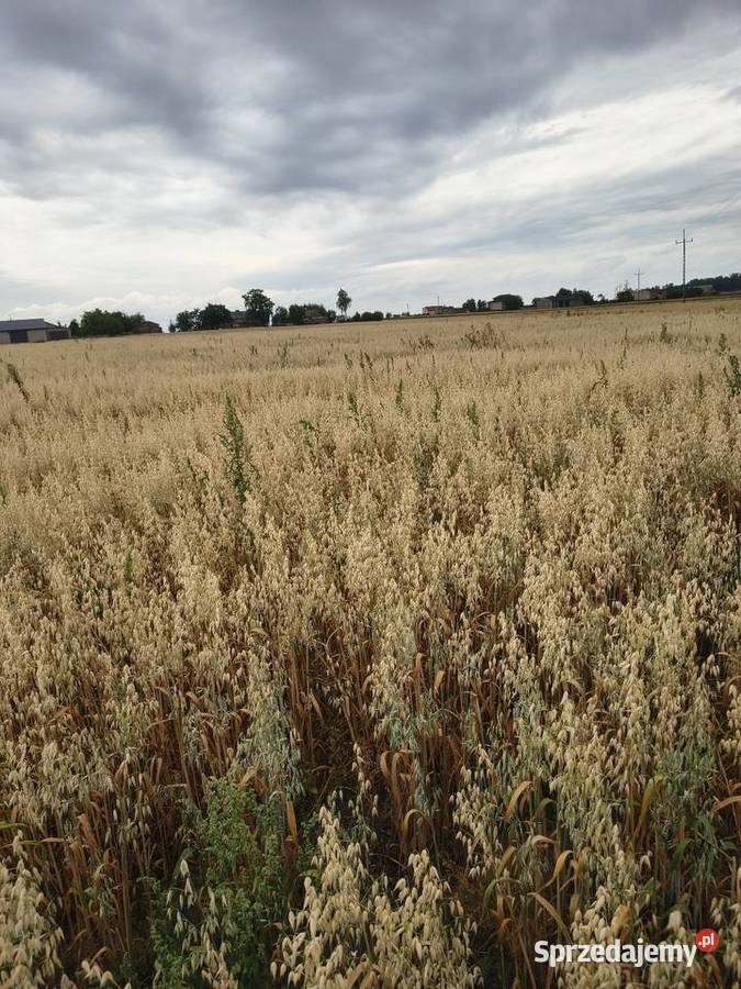 Owies z soczewicą zboże do palenia Łubno
