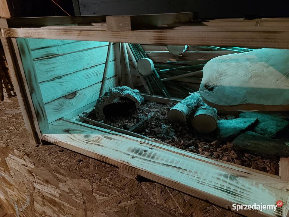 Piękne terrarium kameleon żółwia jeżaagamy Opole