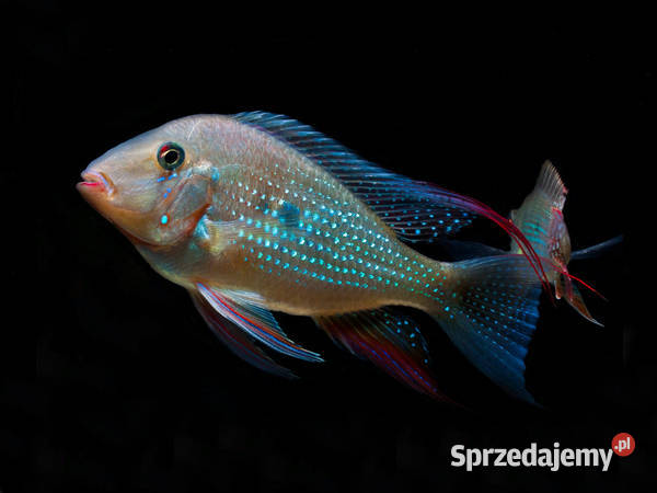 Kopik Heckela F1 Acarichthys Ziemiojad WYSYŁAMY Gdańsk sprzedam