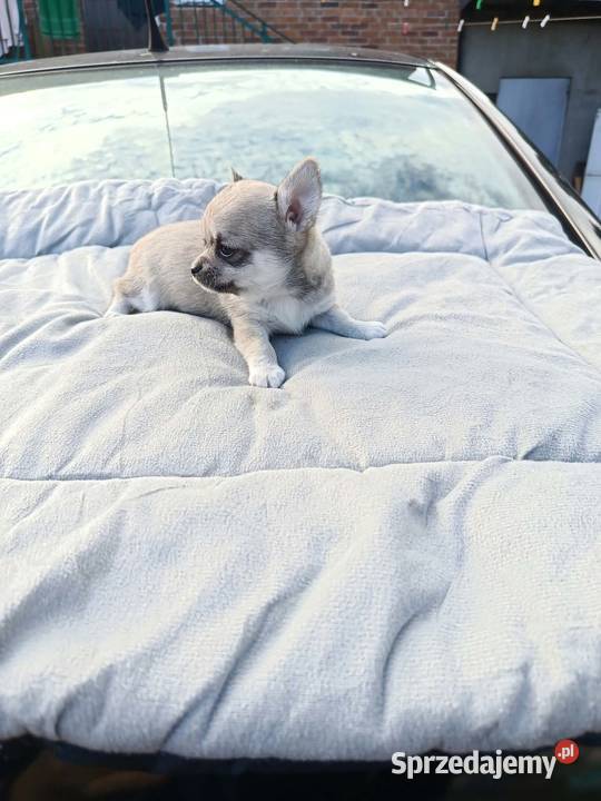 Śliczny piesek chihuahua Warszawy Płońsk sprzedam