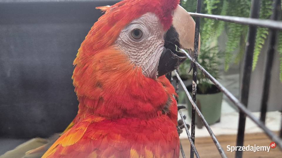 Ara macao 01 2003 sprzedam