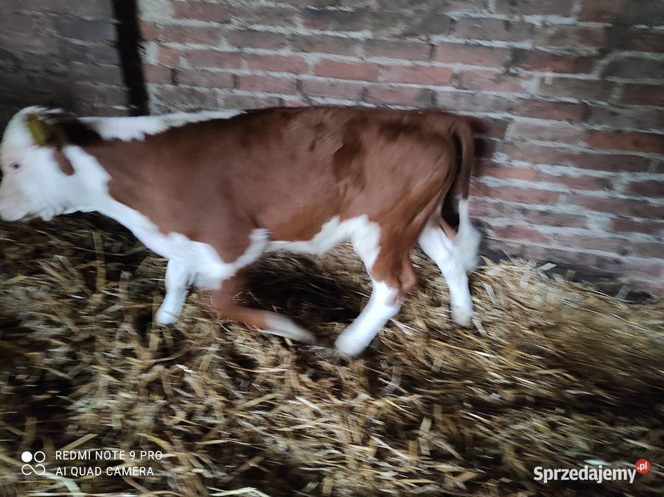 Sprzedam byczka hereford Bronisławka sprzedam