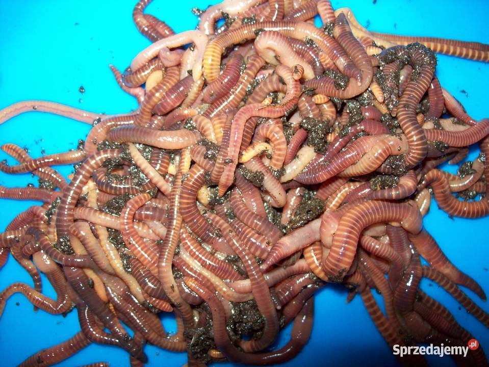 Dżdżownice kalifornijskie Bursztynowe Lublin sprzedam