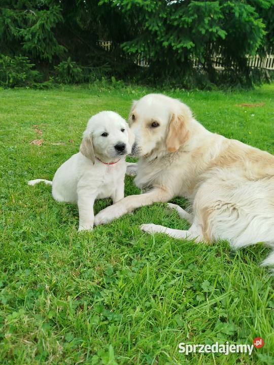 Golden retriever szczeniaki