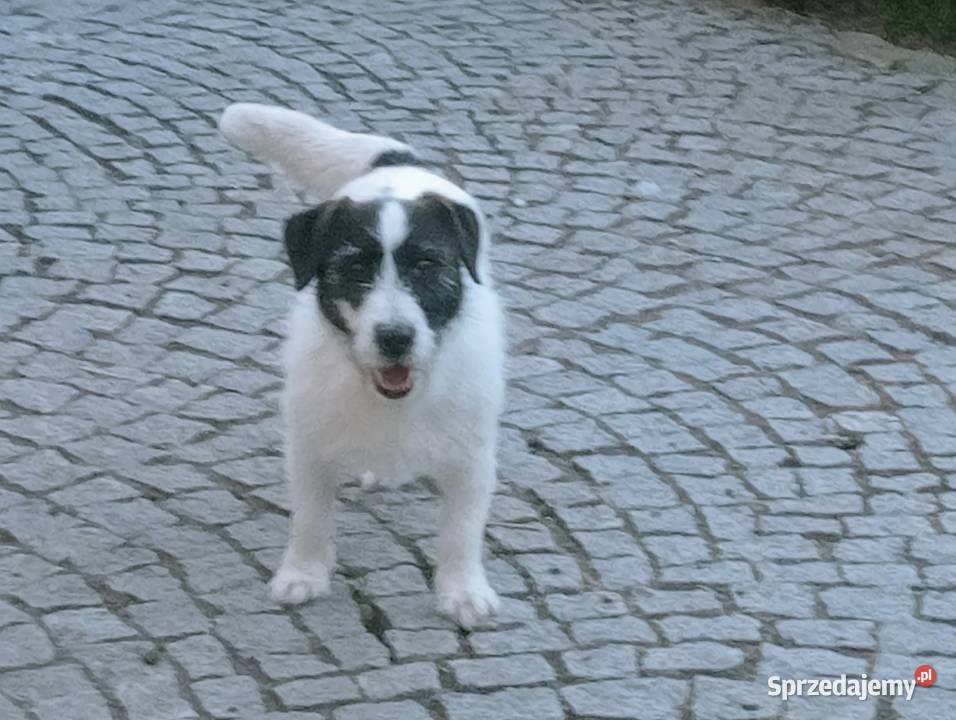 5 letnia suczka JRT FCI 300 Wrocław