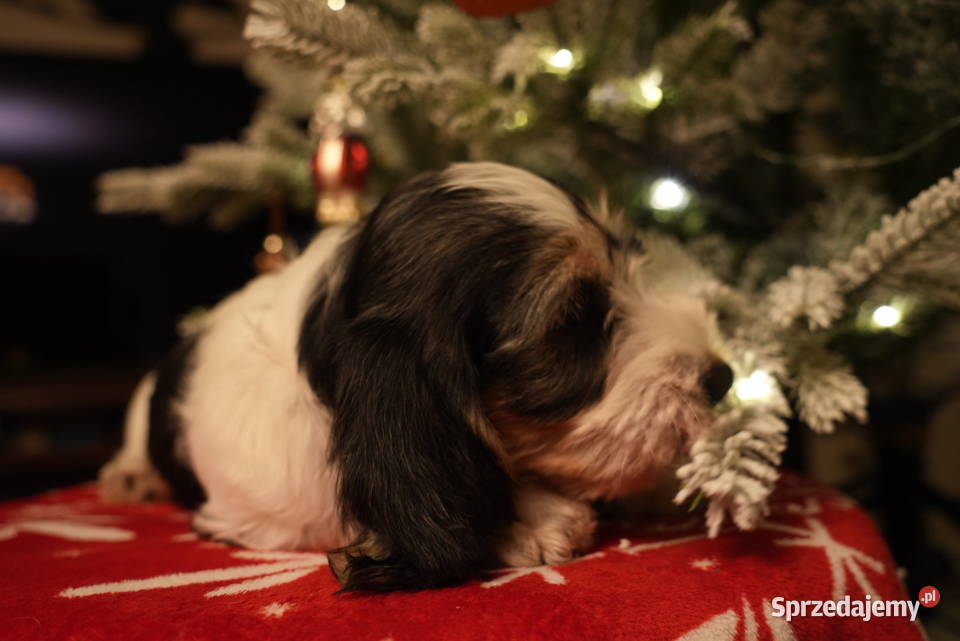 PBGV szczeniak petit basset griffon vendeen ZKWP Pozostałe Jarocin sprzedam