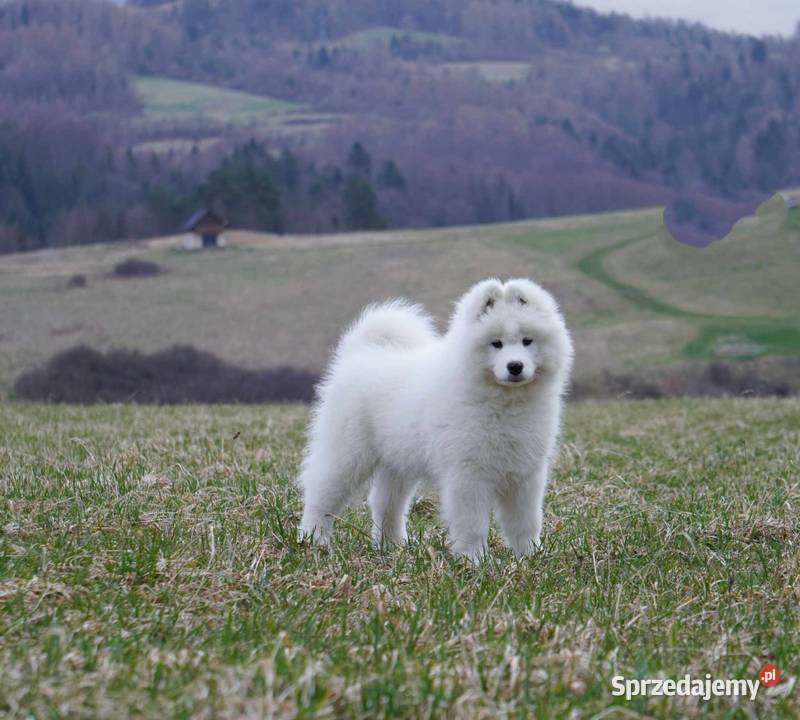 Samoyed Szczeniaczki MIOT ZIMA 2023 FCI ZKwP