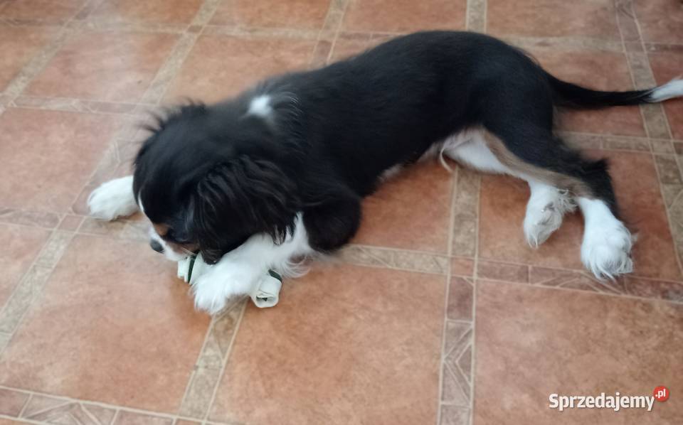 Cavalier King Charles Spaniel piesek Tricolor śląskie sprzedam