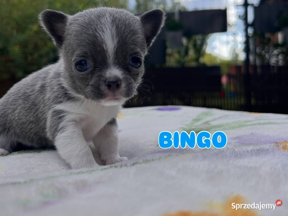 Chihuahua chłopcy mazowieckie Warszawa sprzedam