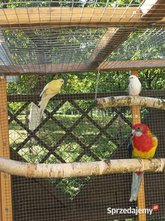 Świergotki para lęgowa Środa Wielkopolska sprzedam