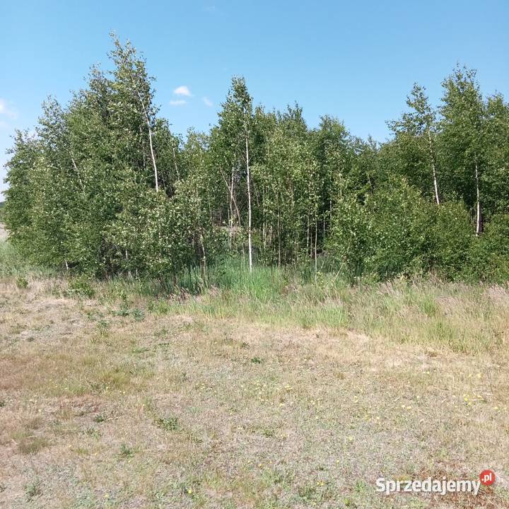Sadzonki brzozy sosny Iglaste podlaskie Białystok