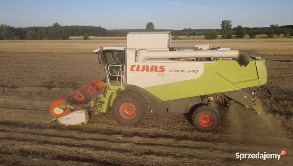 Życica wielokwiatowa RONALDO 2025 – PRODUCENT, świeży zbiór