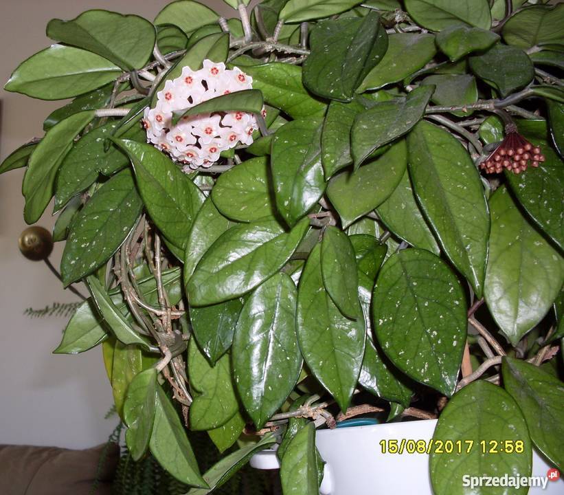 Kwiat Hoja woskownica kwitnąca