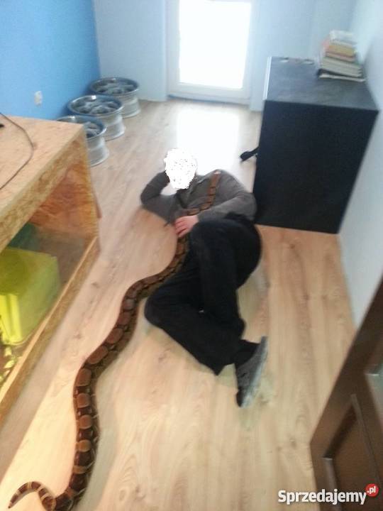 Boa dusiciel samica ogromna