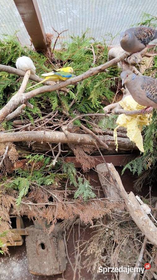 Turkawka Wschodnia Legionowo