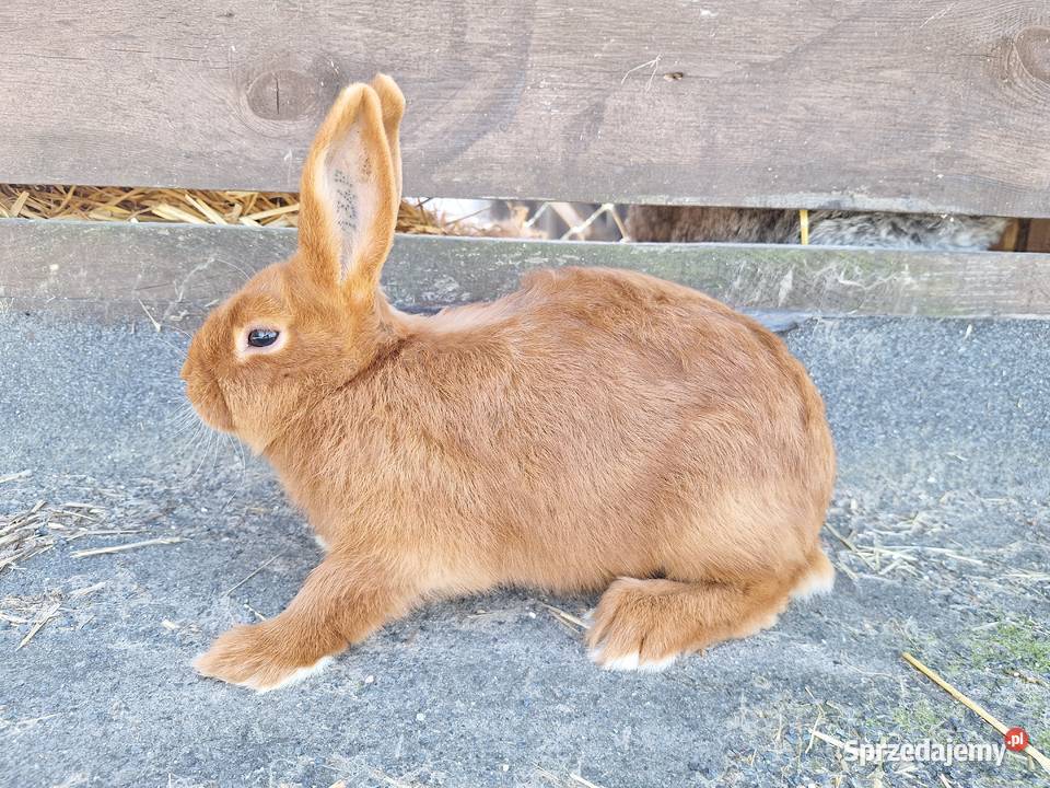 Króliki nowozelandzkie czerwone kujawsko-pomorskie Jeżewo
