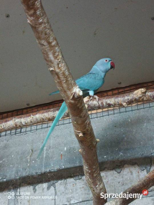 Aleksandretty dorosłe Sępólno Krajeńskie