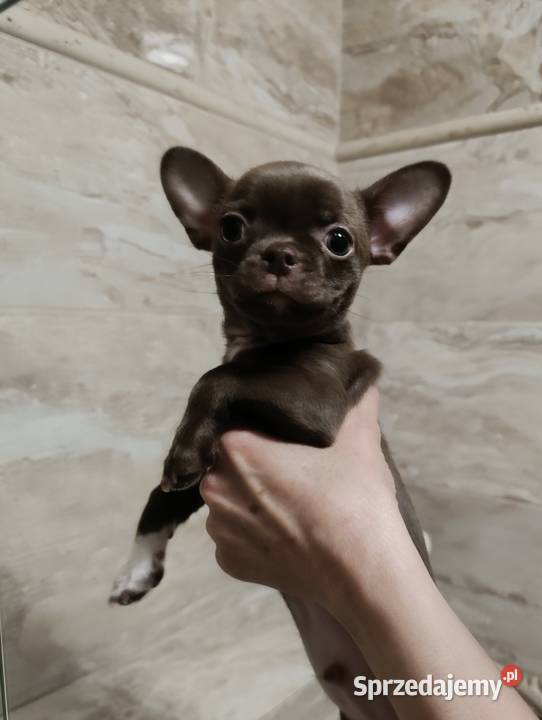 Chihuahua czekoladowy Chihuahua Warszawa sprzedam