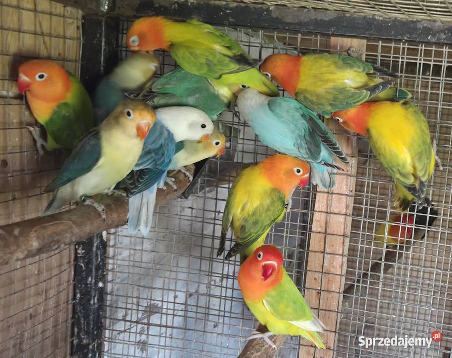 Nierozłączki Fischery pomorskie Gdynia sprzedam