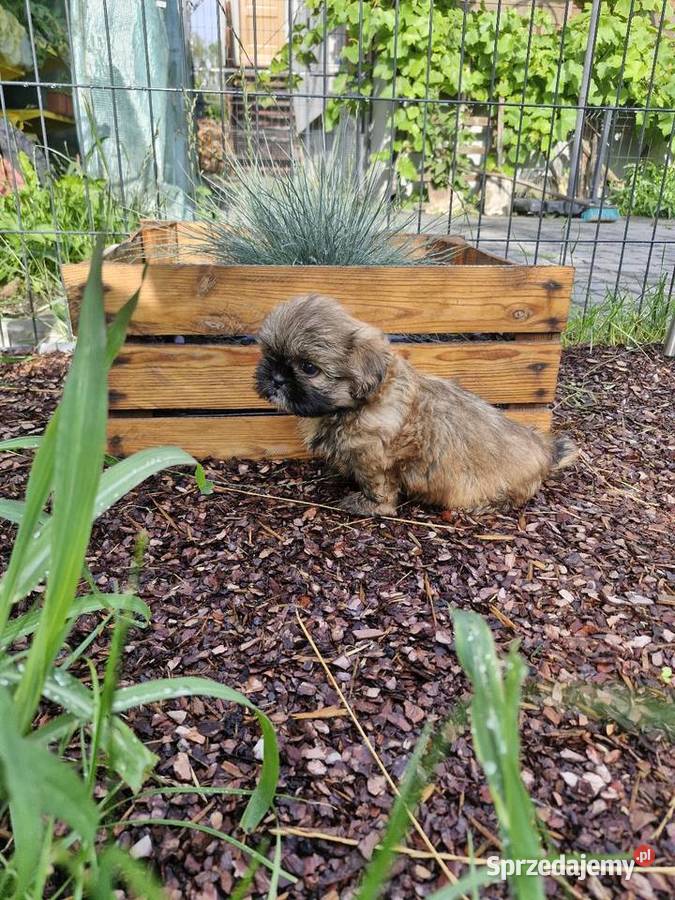 Shih tzu sprzedam Morąg