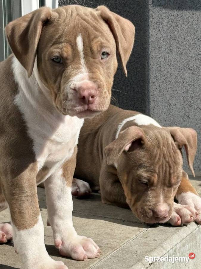 American bully xl suczka Czerlejno