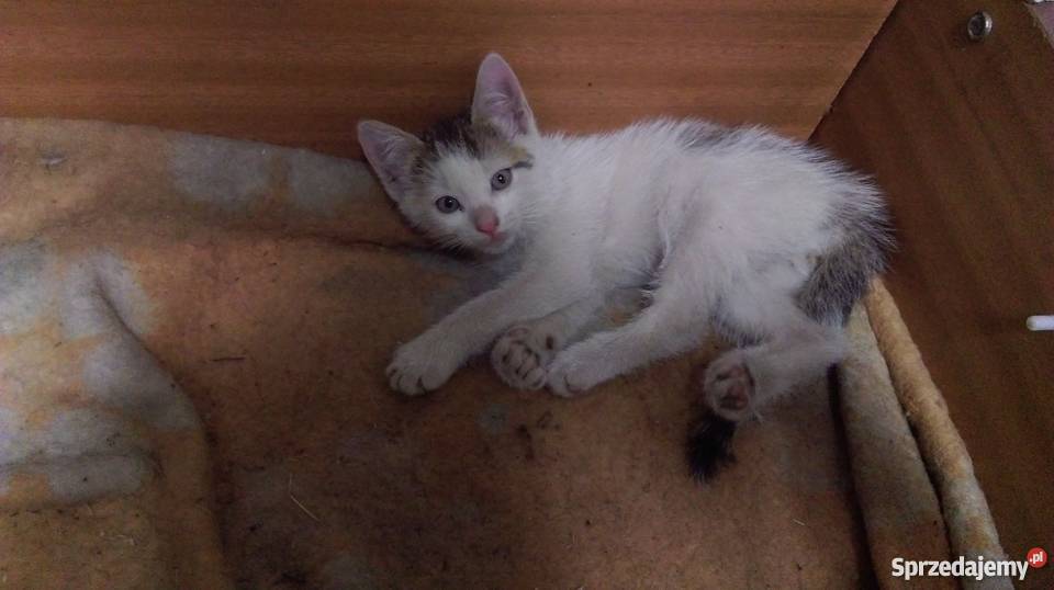 Oddam małego kotka Pozostałe lubuskie Łagów