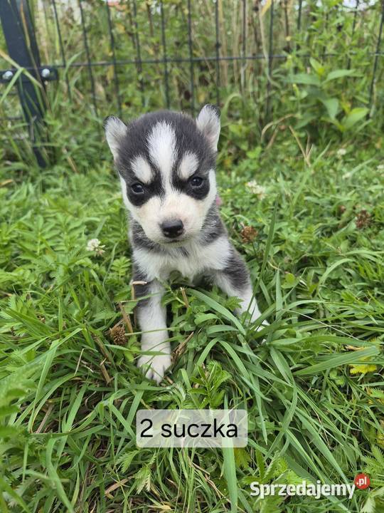 Szczeniaki Syberian Husky Samsonów-Piechotne