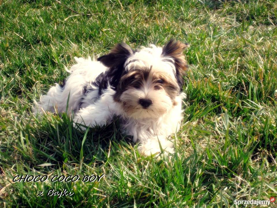 York Urwis rodowodowy Kolorowy Unikatowy Biewer opolskie