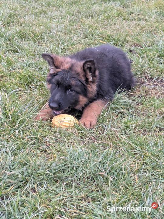 Owczarek niemiecki długowłosy Wołów