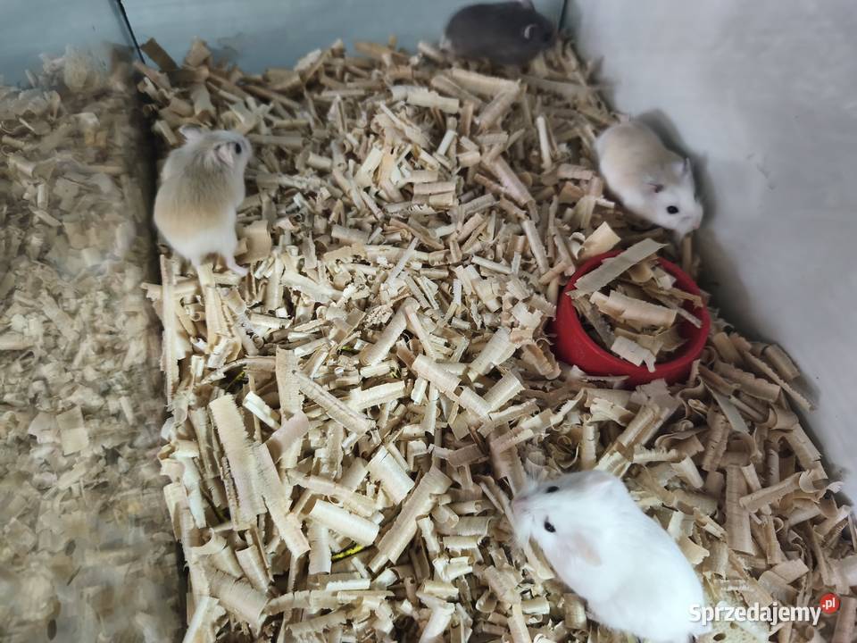 Chomiki roborowskie Swarzędz