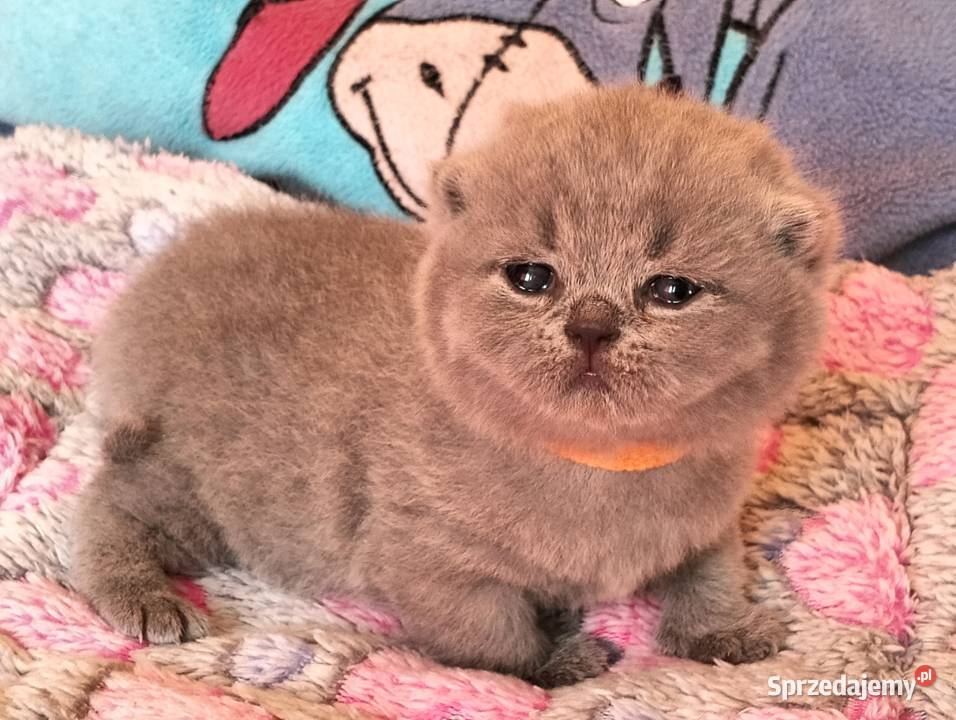 Kocięta niebieskie pięknych rodzicach Rodowód łódzkie Łódź sprzedam