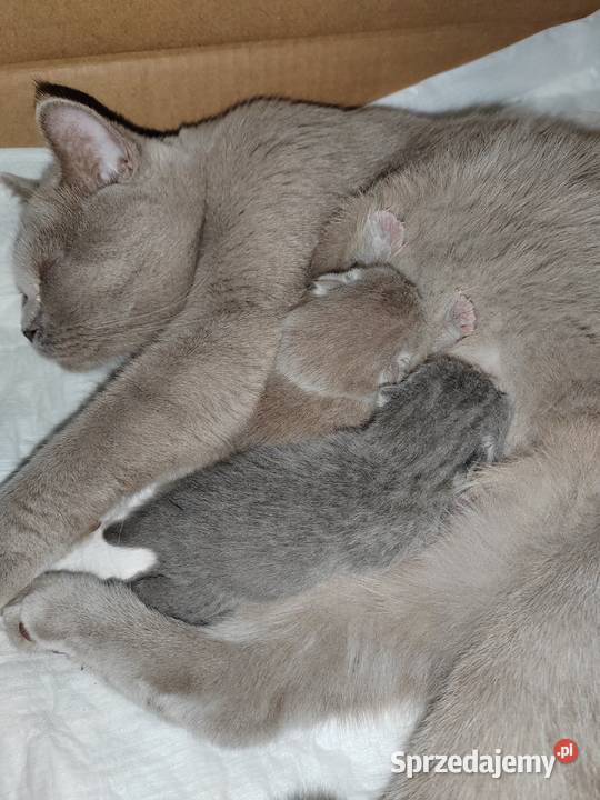 do rezerwacji kotka brytyjskiego Pasłęk