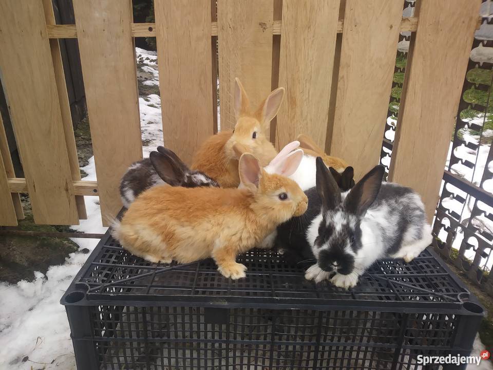 Młode króliki rasy mieszańce Lipiny