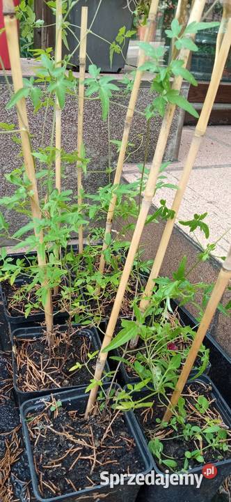 Mackenzie powojnik clematis pnacze sprzedam