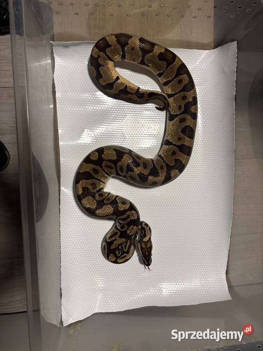 Pyton królewski python regius pastel enchi Zwierzęta Kraków