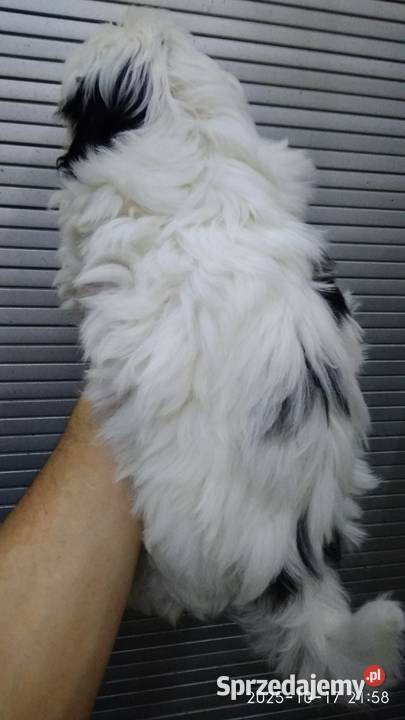 Piedek Shih tzu Unisław