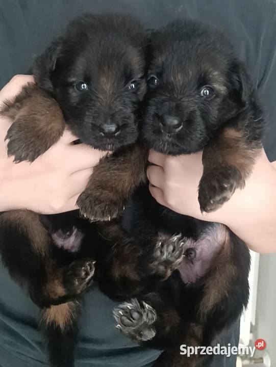 Szczeniaki owczarki niemieckie długowłose ZKWP