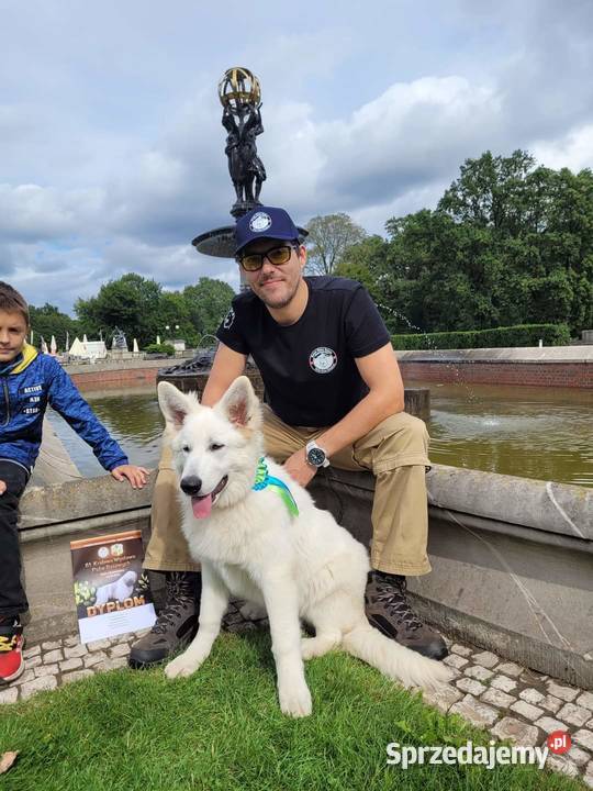 Biały Owczarek Szwajcarski długowłosy Cieszyn sprzedam