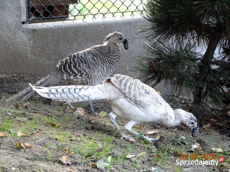 Sprzedam Bażanty Diamentowe mutacji srebrnej Gostyń
