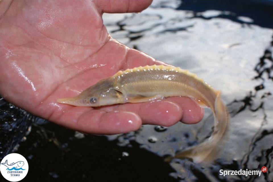 Narybek jesiotra albinosa Biała Podlaska