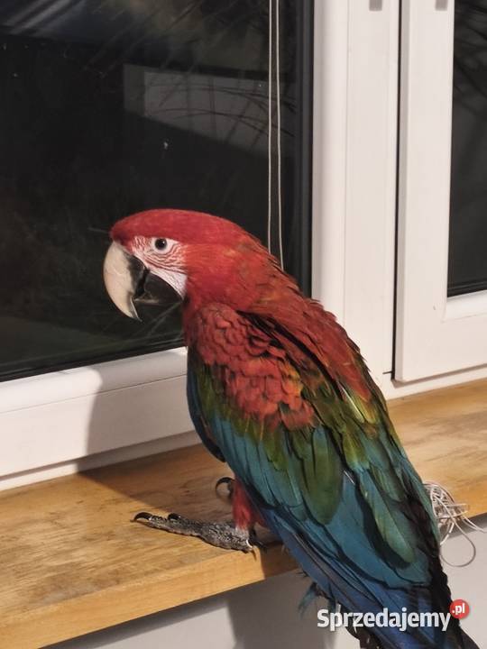 Ara Chloroptera samiec RK