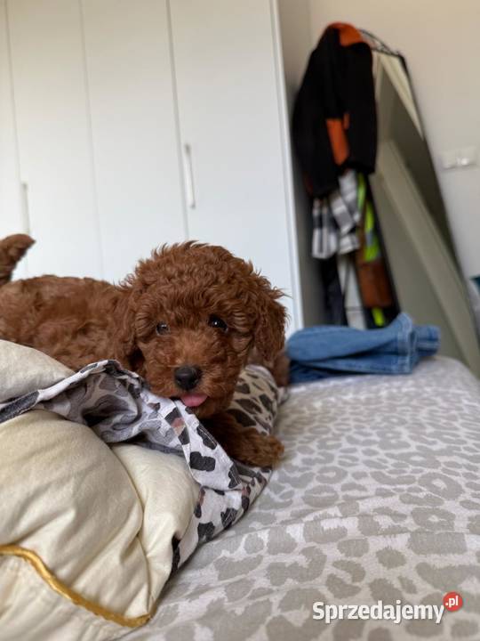 Pudel miniaturowy piesek Pamiątkowo