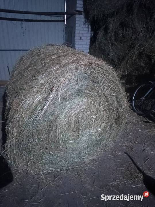 Siano sprzedam Łęczyca sprzedam