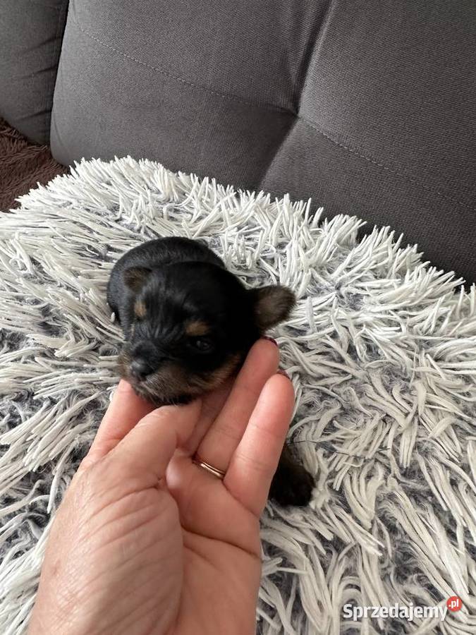 Yorkshire Terrier