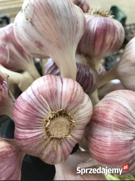 Czosnek Polski Harnaś Ornak Lubasza z własnej Warzywa Nowy Staw