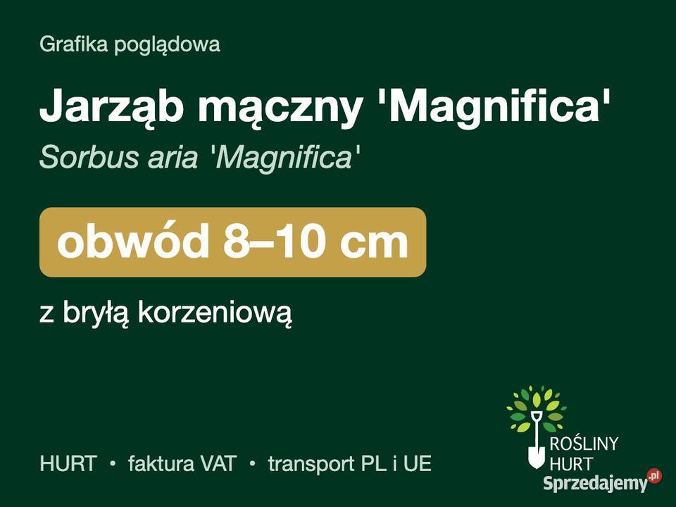 Jarząb mączny Magnifica Sorbus aria obwód 810 z